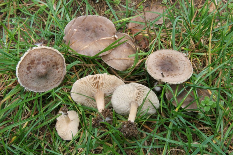 Tre funghetti da determinare fotog.il18.02.2011.